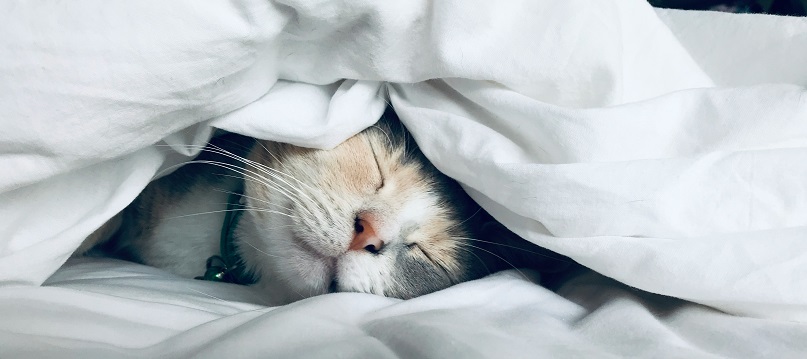 The Power of Sleep