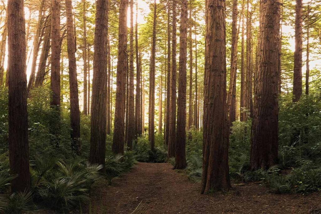 Find Out if Your Timber is Sustainable